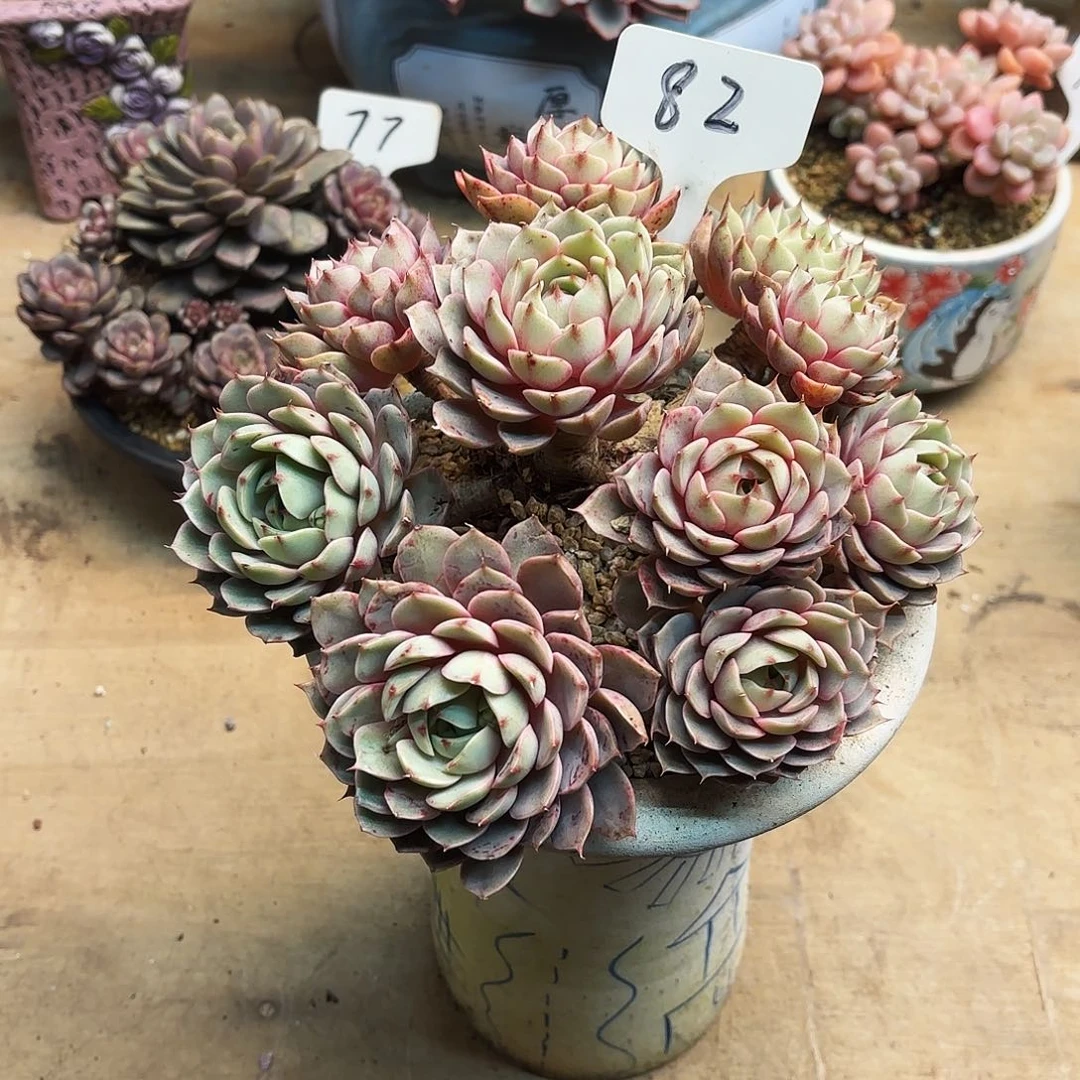 多肉植物，笨吧蒂斯82号