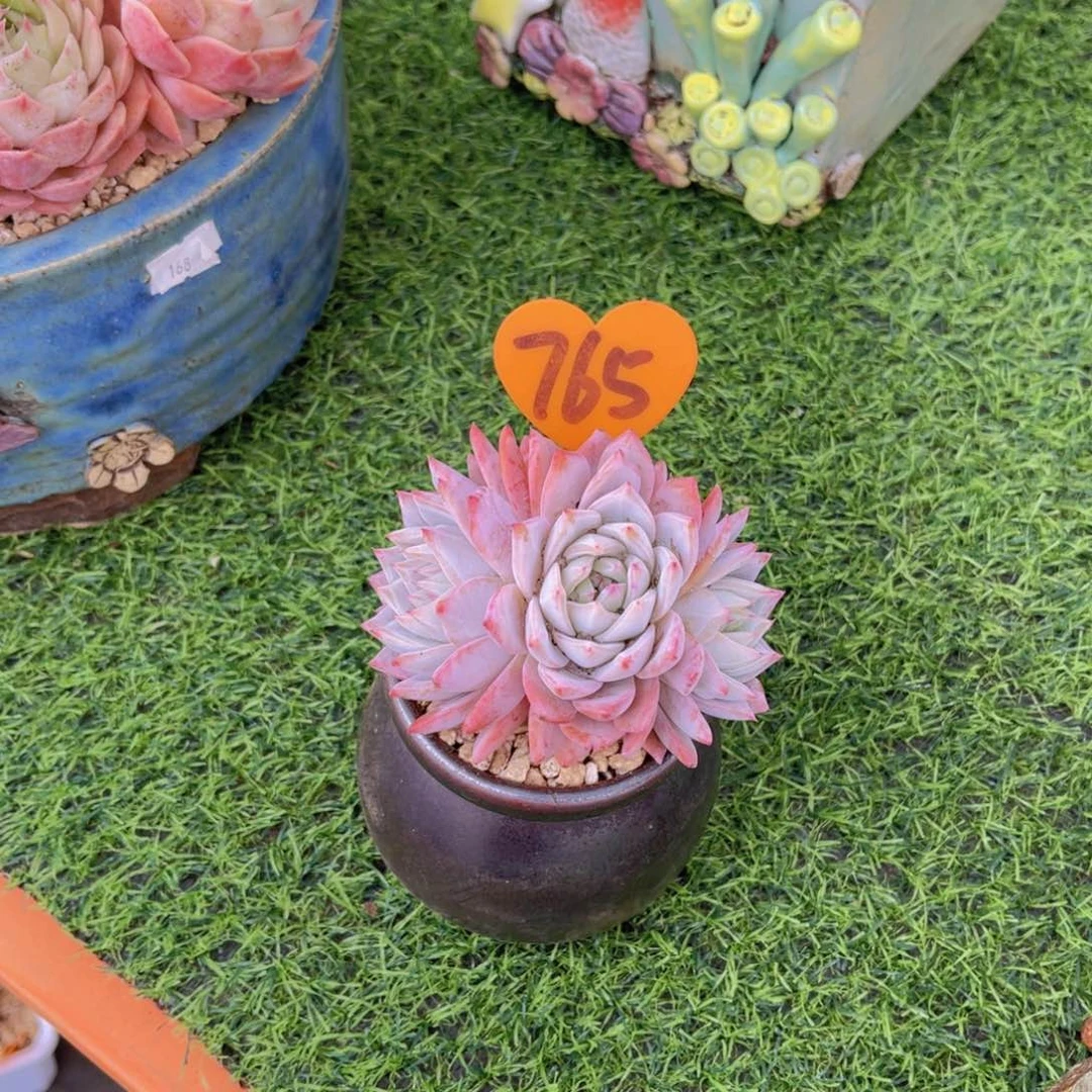 可***主765号多肉植物一物一拍