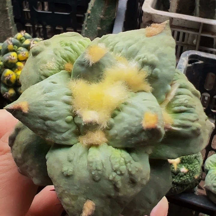 无花朵大尤村主瀑布怒涛牡丹656