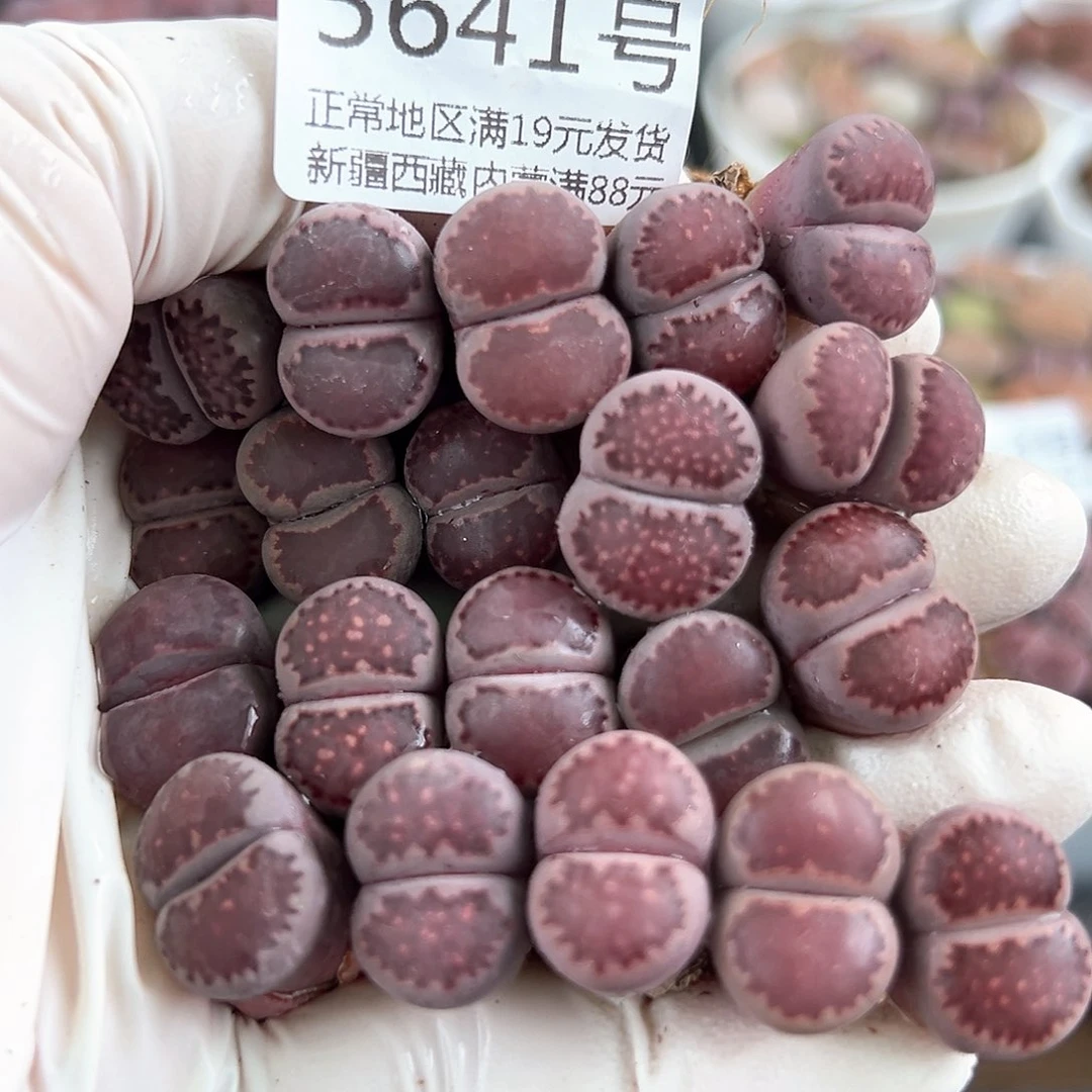 5641四年紫混20个1.5cm左右