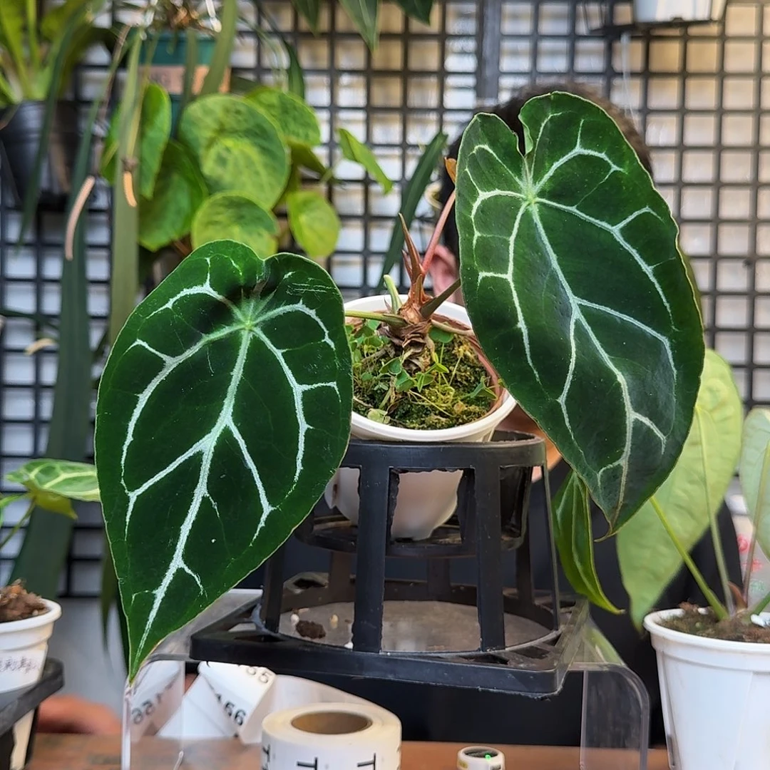 张***秀无花朵一物一拍 T150