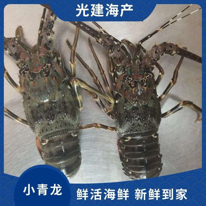 光建 鲜活小青龙 7-8两 (打氧气活发包鲜 不包活!介意慎拍)