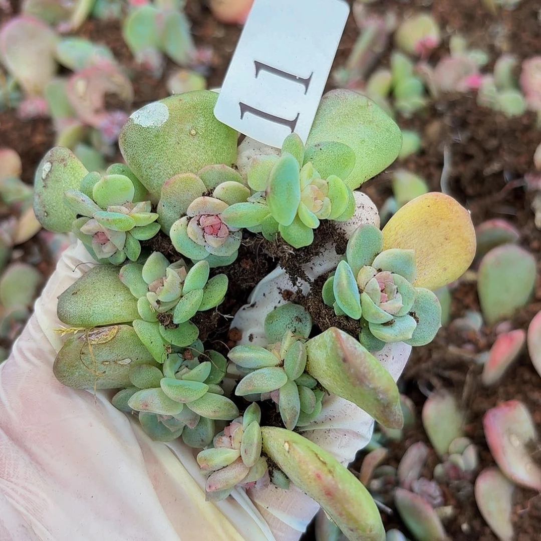 多肉植物多肉植物11