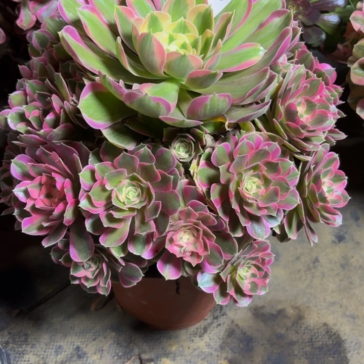 瑞妈，，。。。。。。976出来，