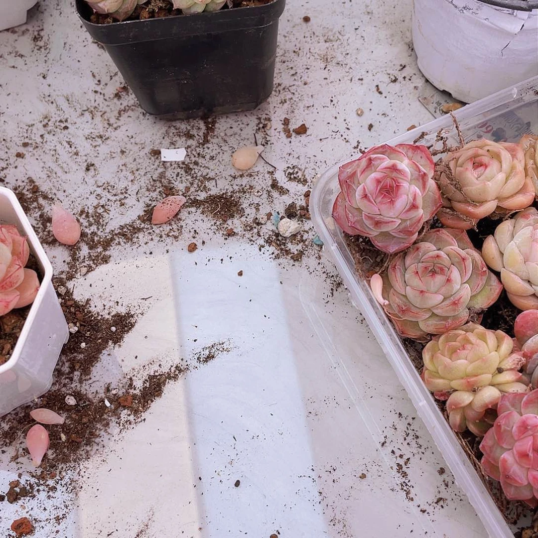 0000000000000000002量拍