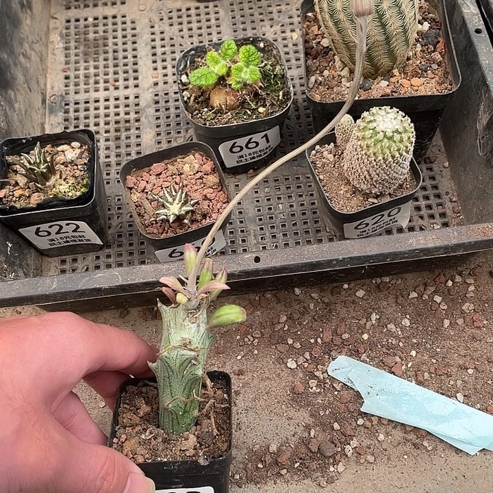 双***材608西普菊（满18包邮）