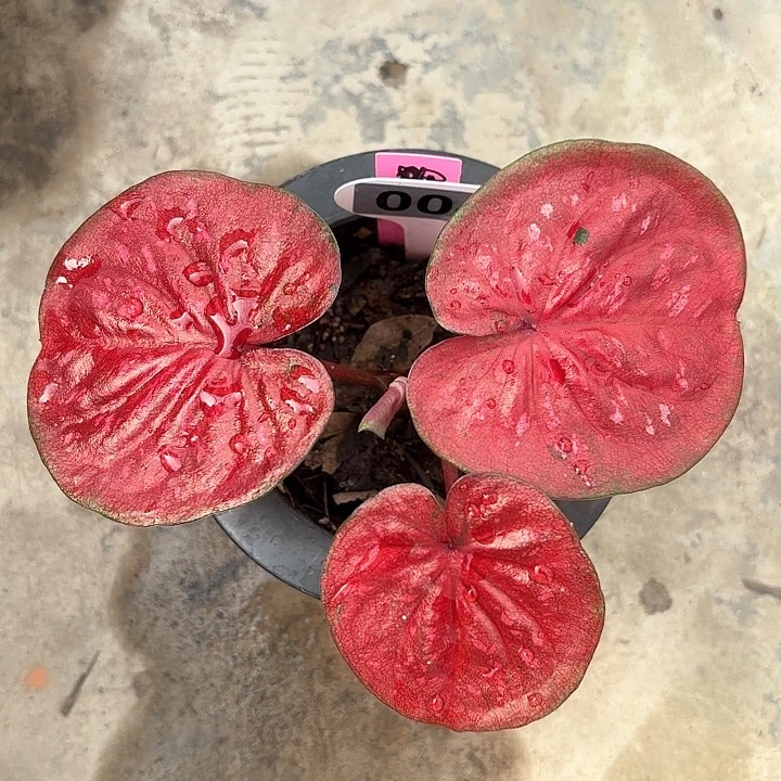 4-0210彩叶芋广东现货