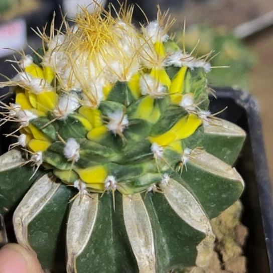 无花朵散班花锦蒂冠978