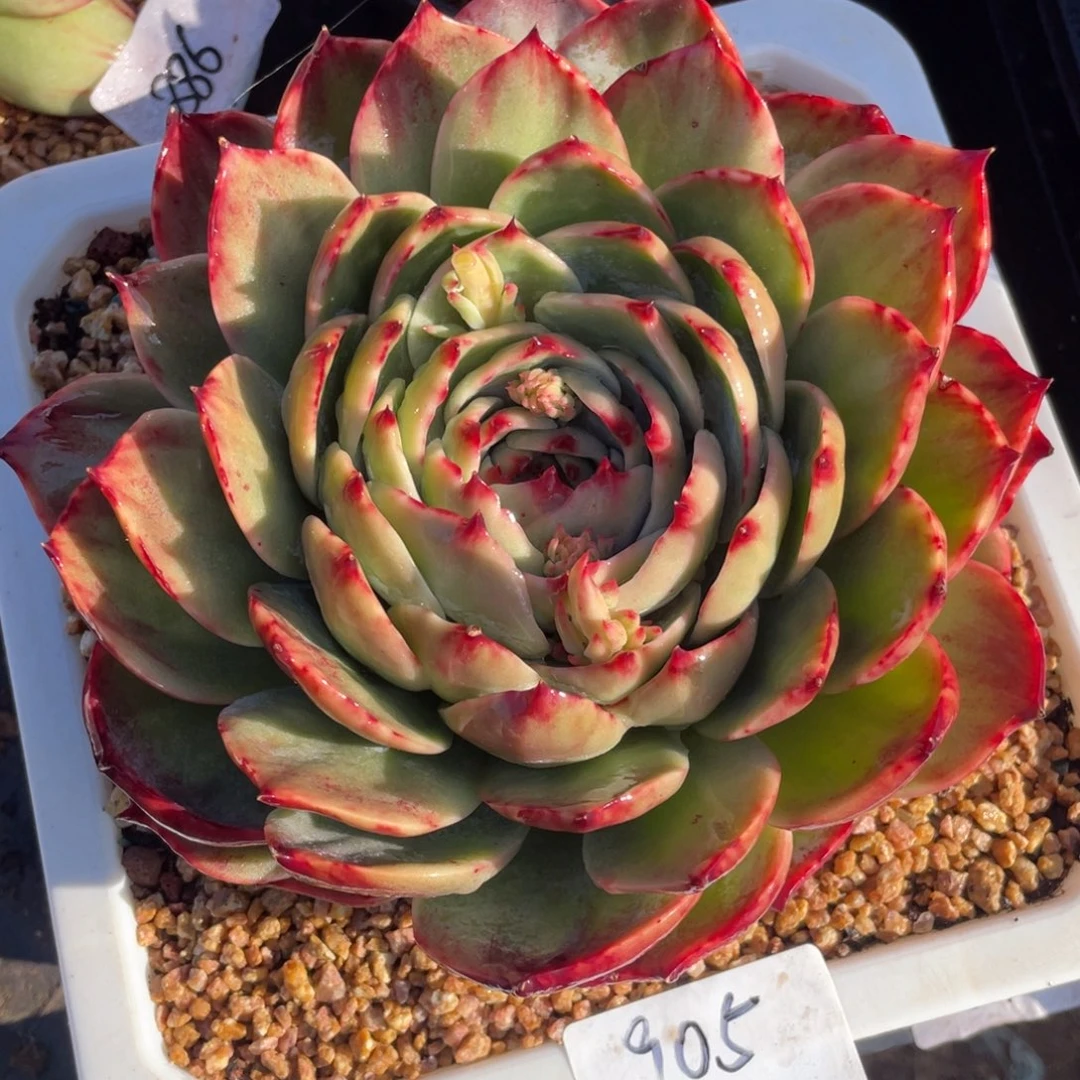 惊鸿仙子冠服19左右