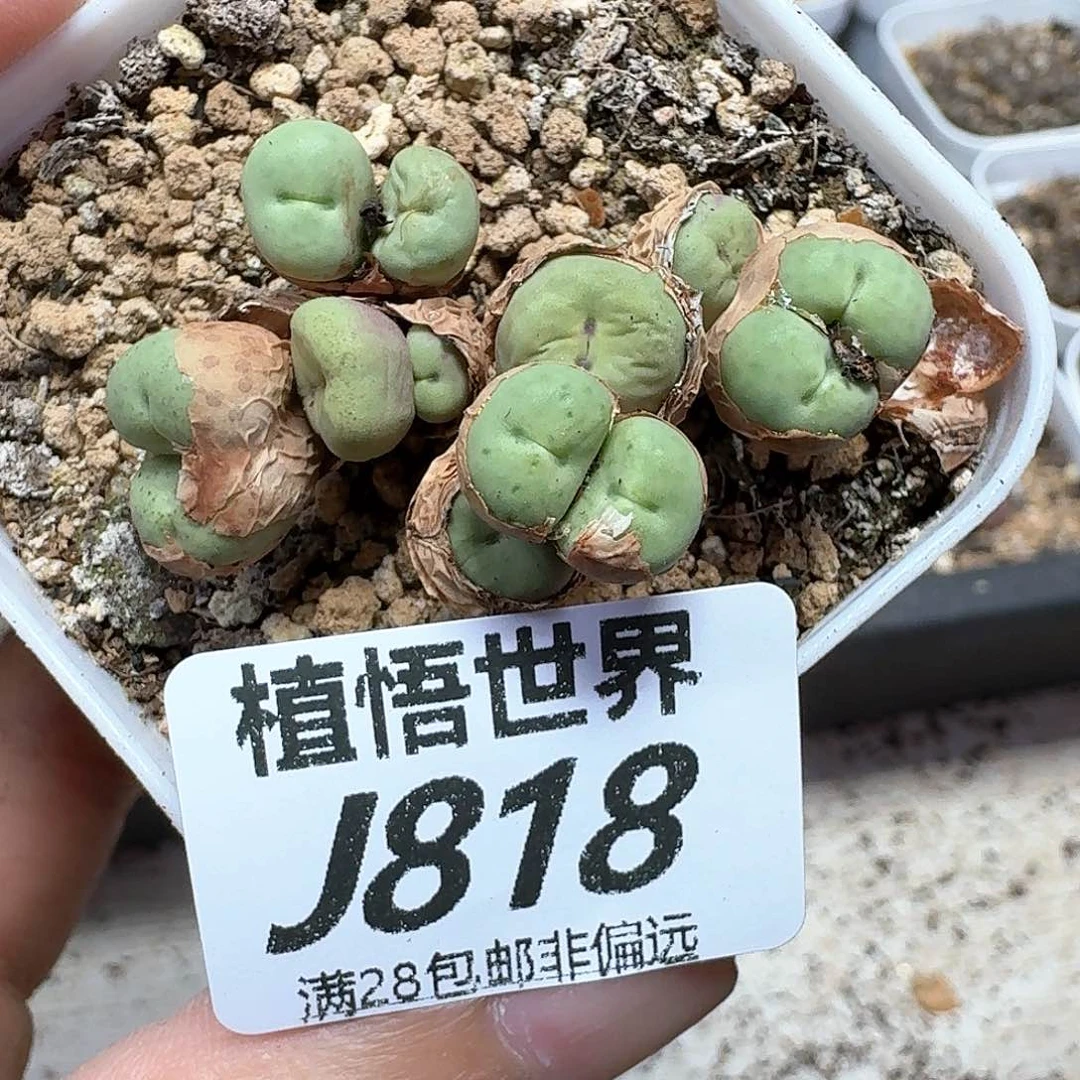 多肉植物的润泽额c g