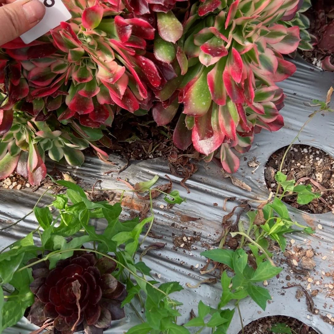 588 号多肉植物法师新年福利