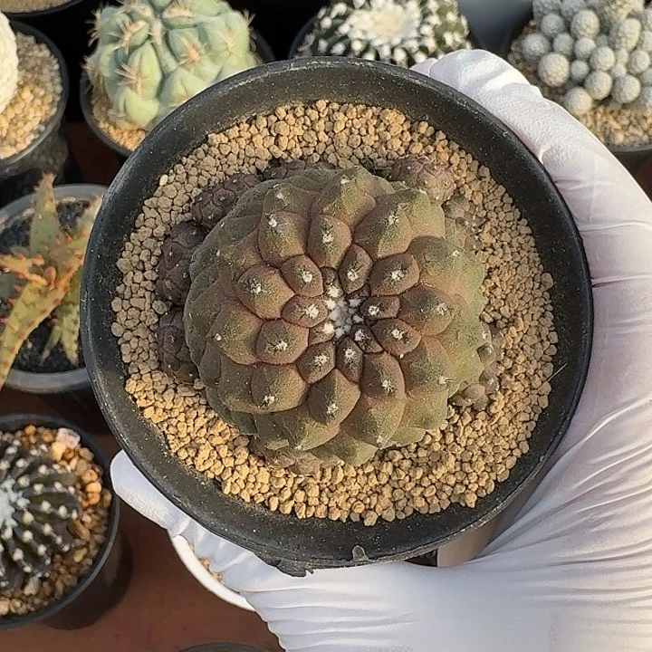 蜥蜴仙人球123426