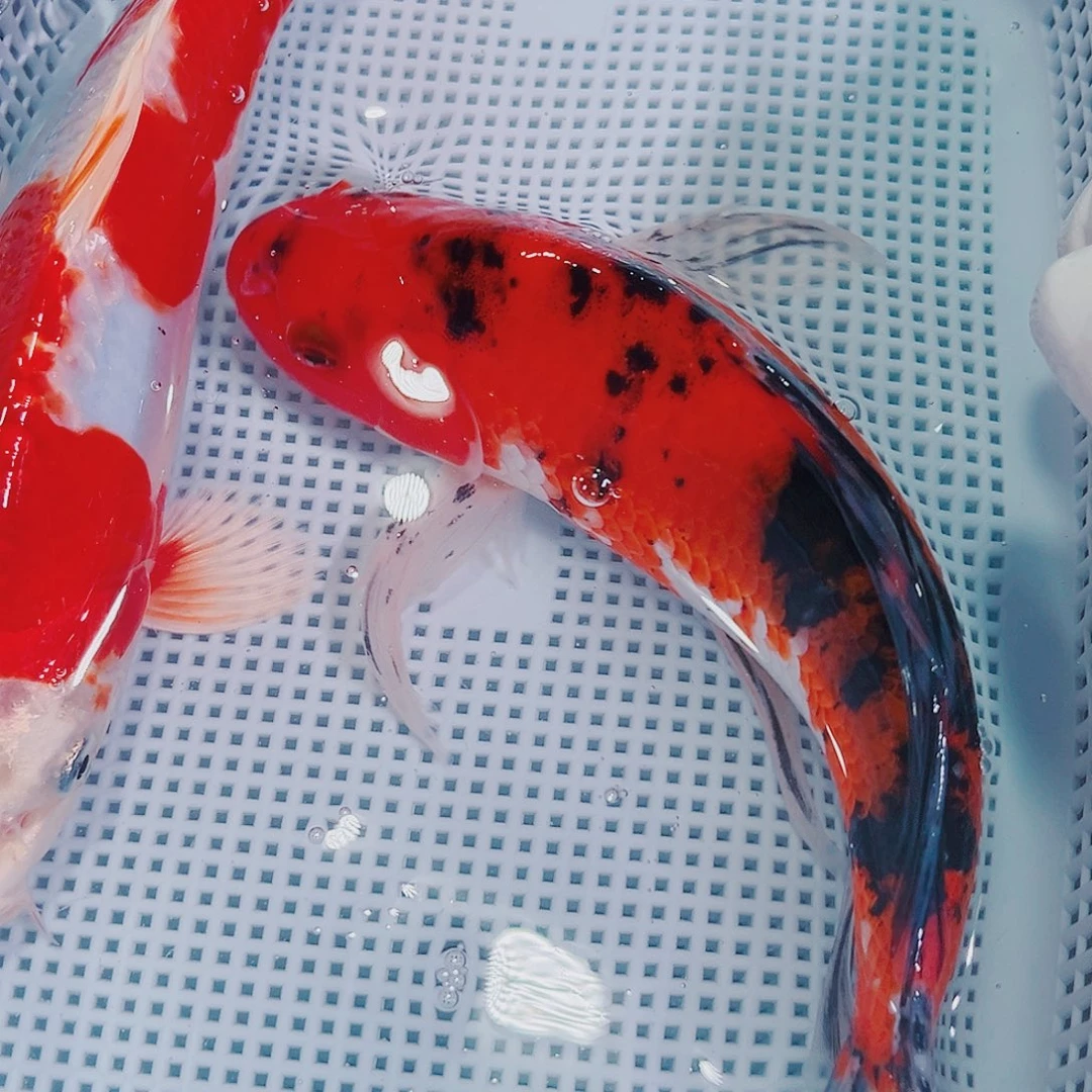 锦鲤锦鲤冷水鱼观赏106