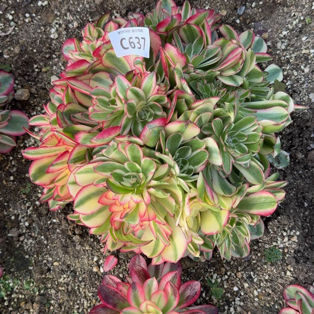 糖*?637荔枝寄养到秋