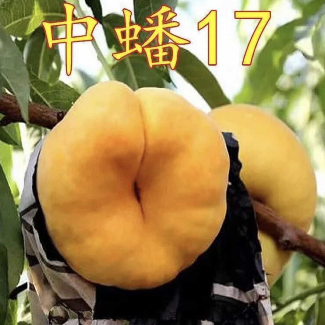 蟠桃树苗嫁接果树蟠桃苗美国红蟠黄金蟠桃树苗南北方当年结果