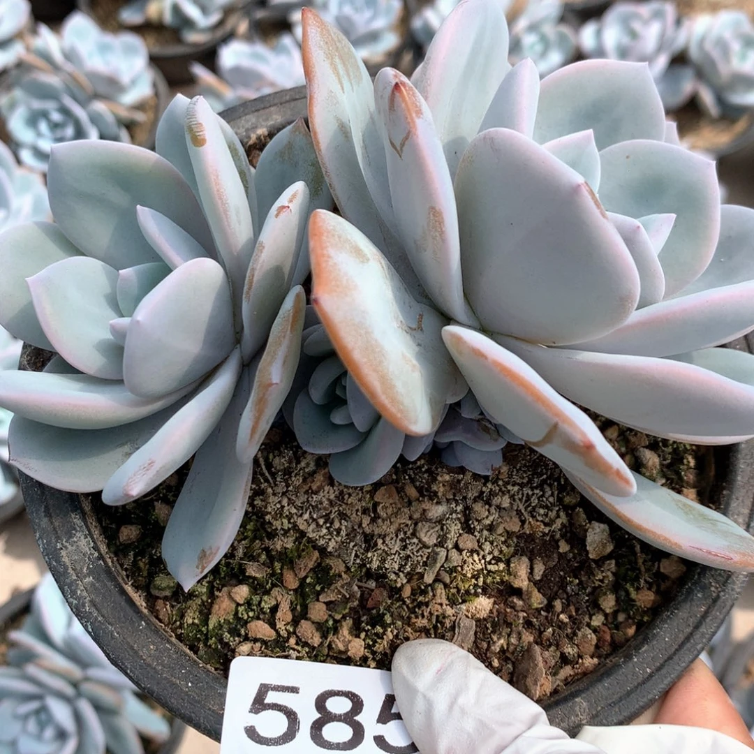 #585  售后范围：签收起7天内，不拍冷链不售后