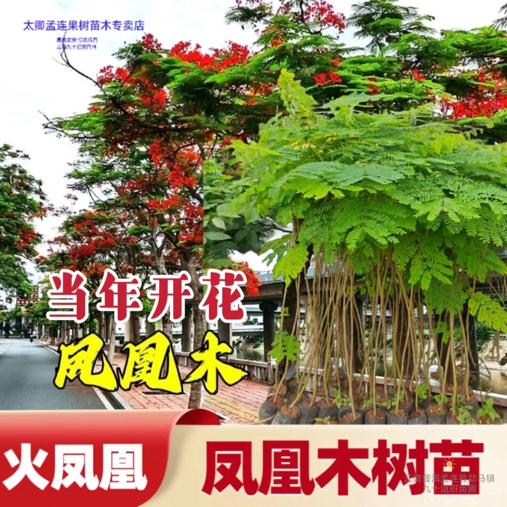 凤凰木名贵绿化风景树苗带土发货好成活适合城镇绿化盆栽庭院种植