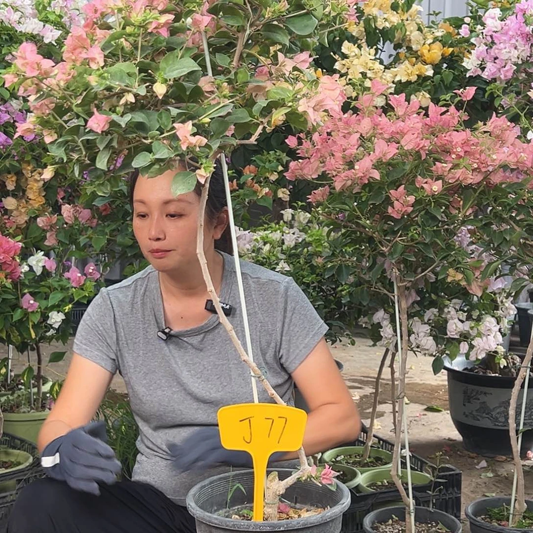 M***央大部分花苞少量开放J77米罗