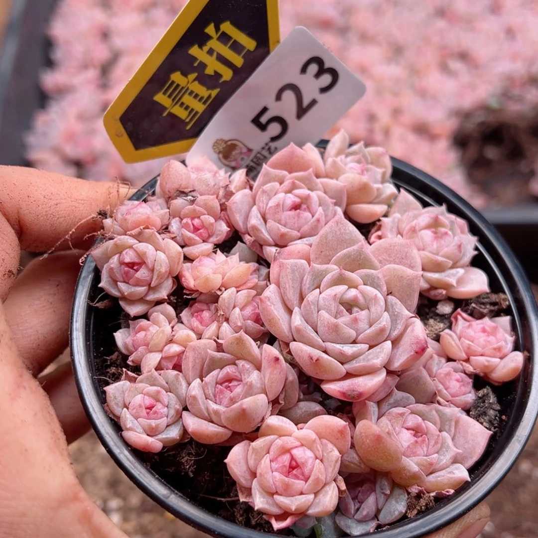 多肉植物多肉植物