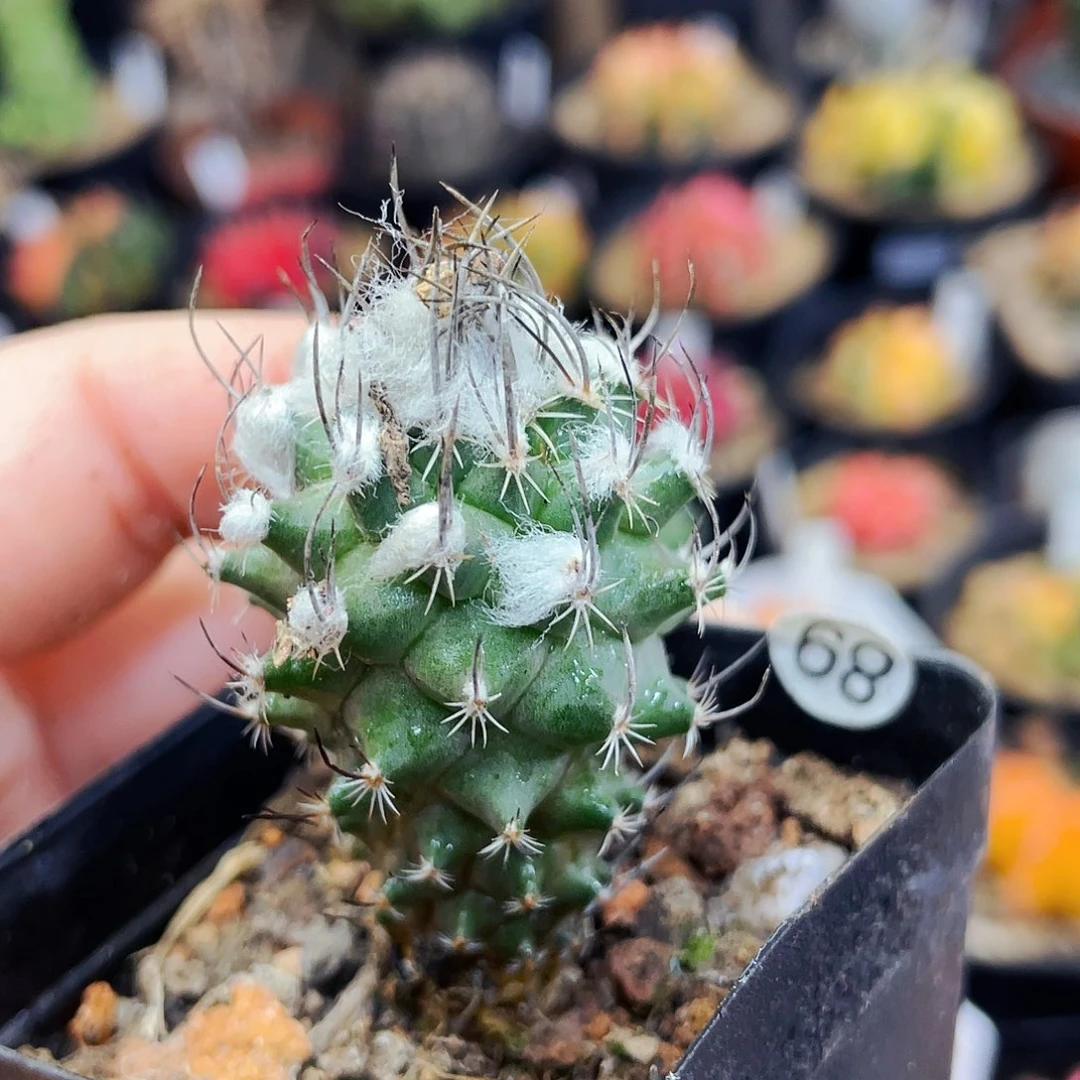 非偏远地区满25元包邮仙人球