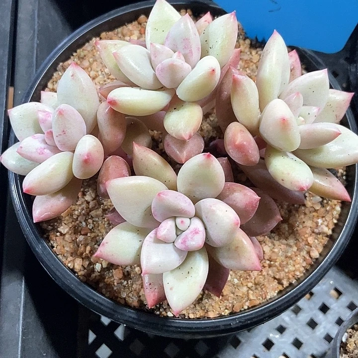 多肉植物桃花源13