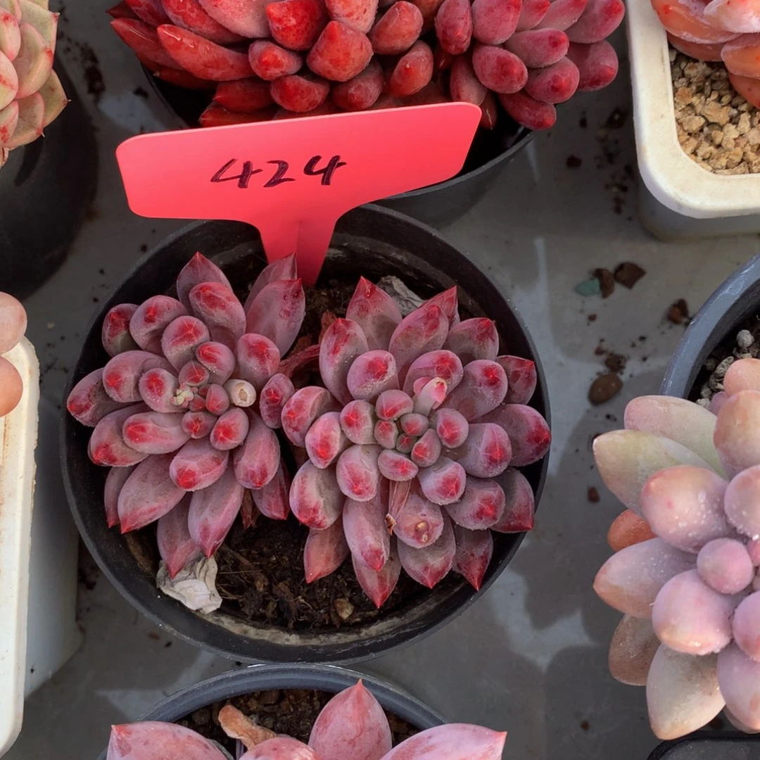 虞美人727272727272