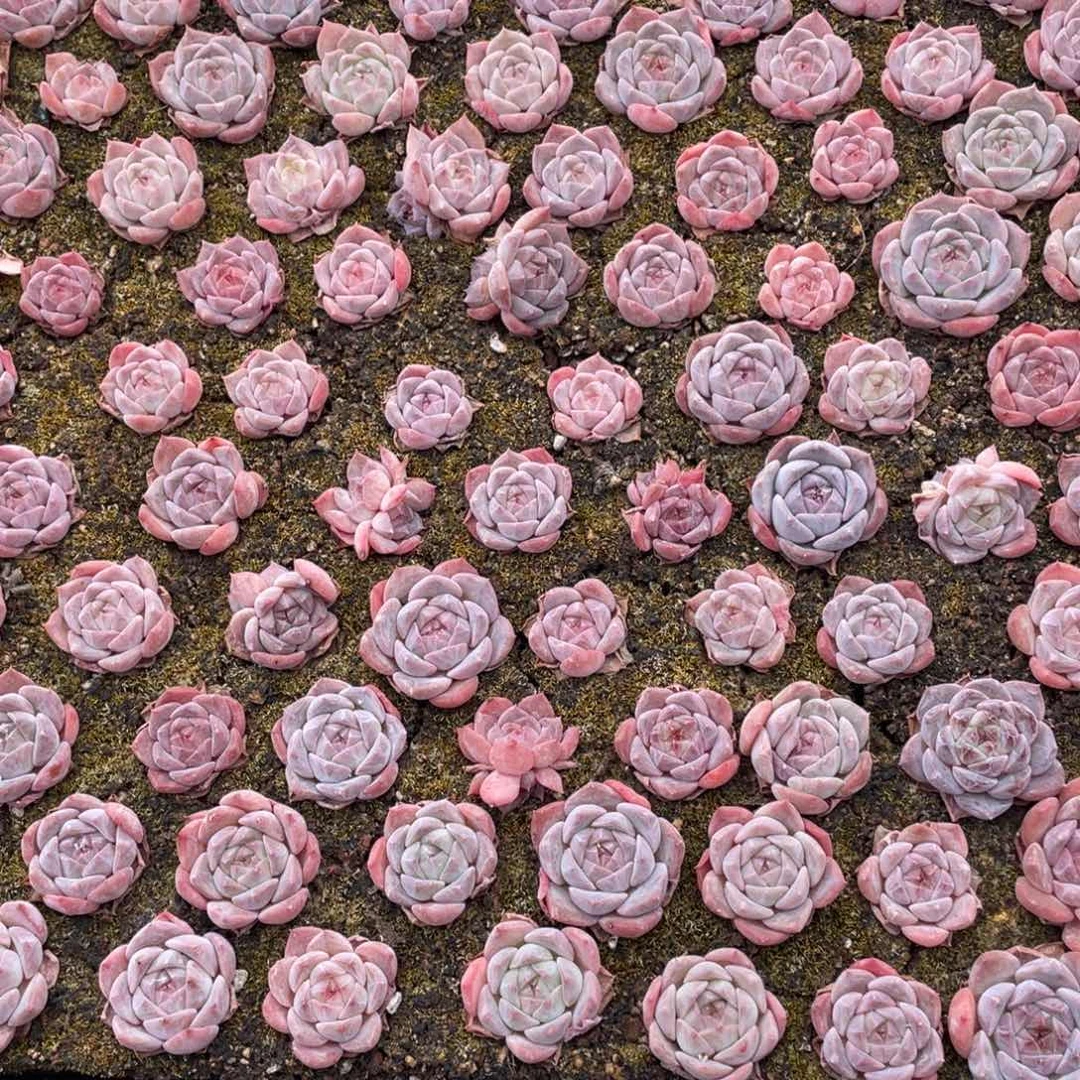 云糖心多肉植物445