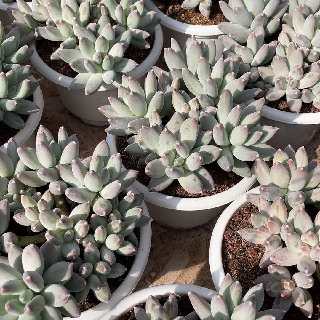 松果美人精控群生18厘米可挑