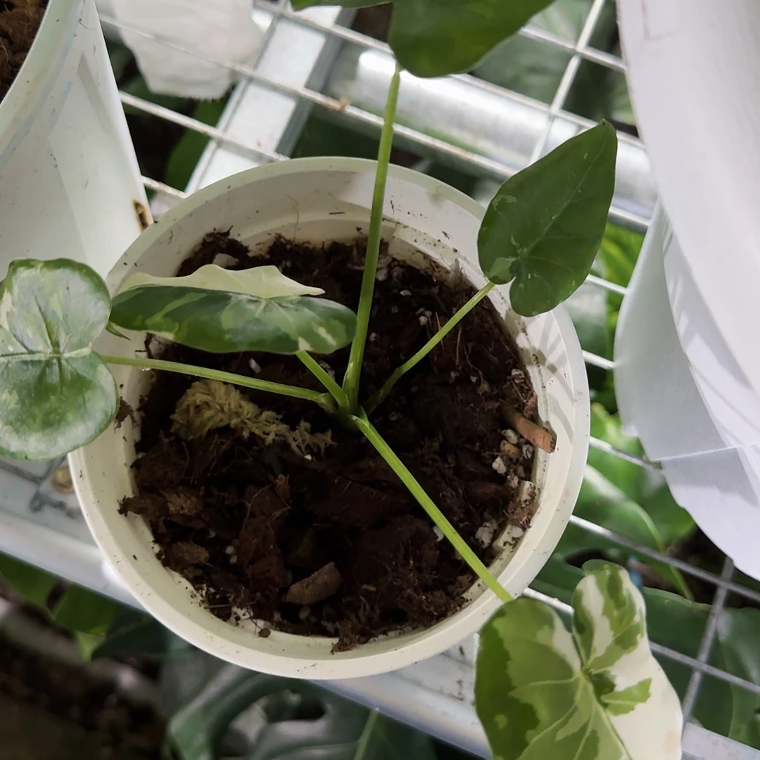 羽***彤无花朵龟背竹一物一拍