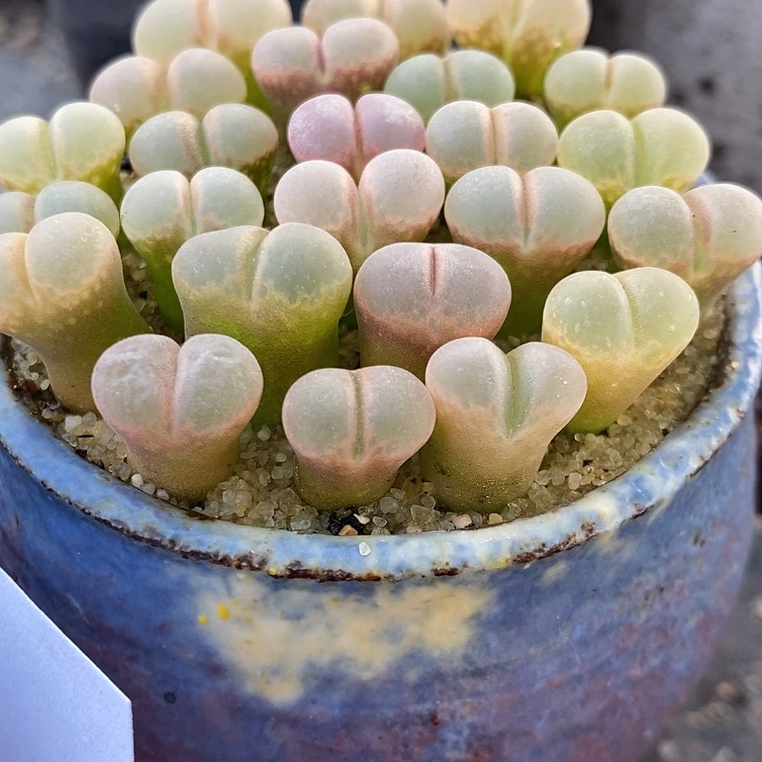 C10杂鲑鱼粉5颗。