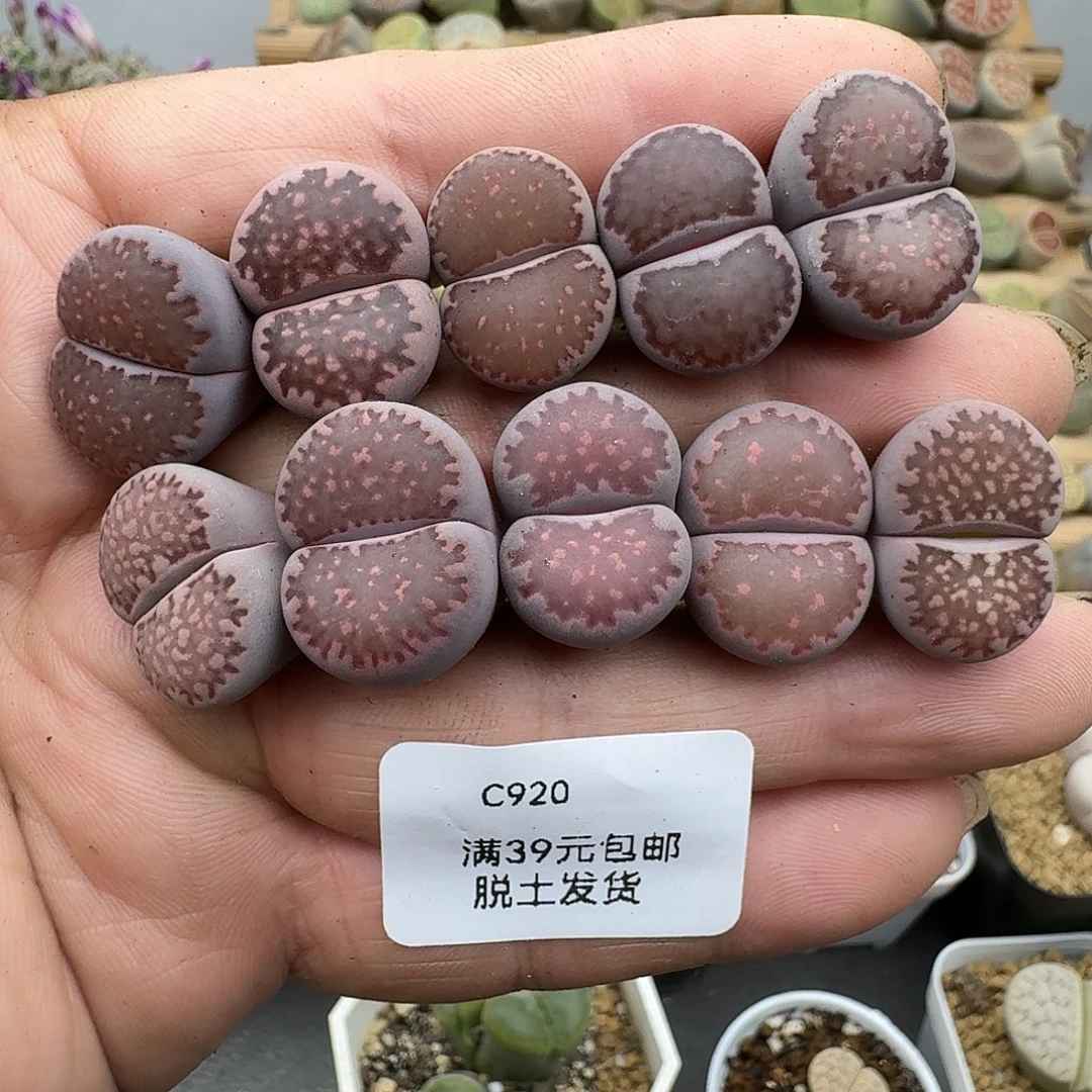 920多肉哈哈哈哈哈哈哈