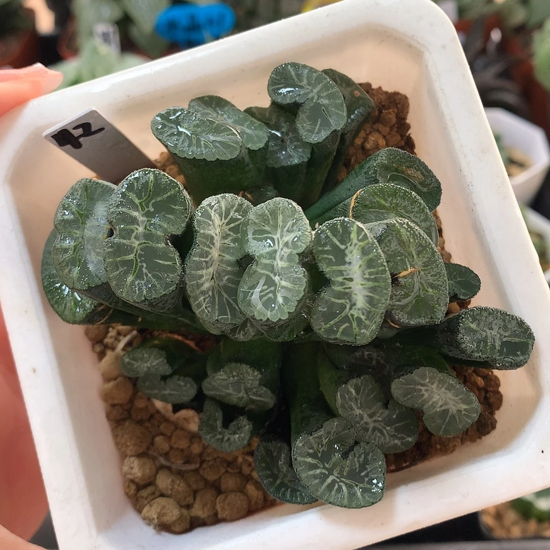 42号群生实生玉扇