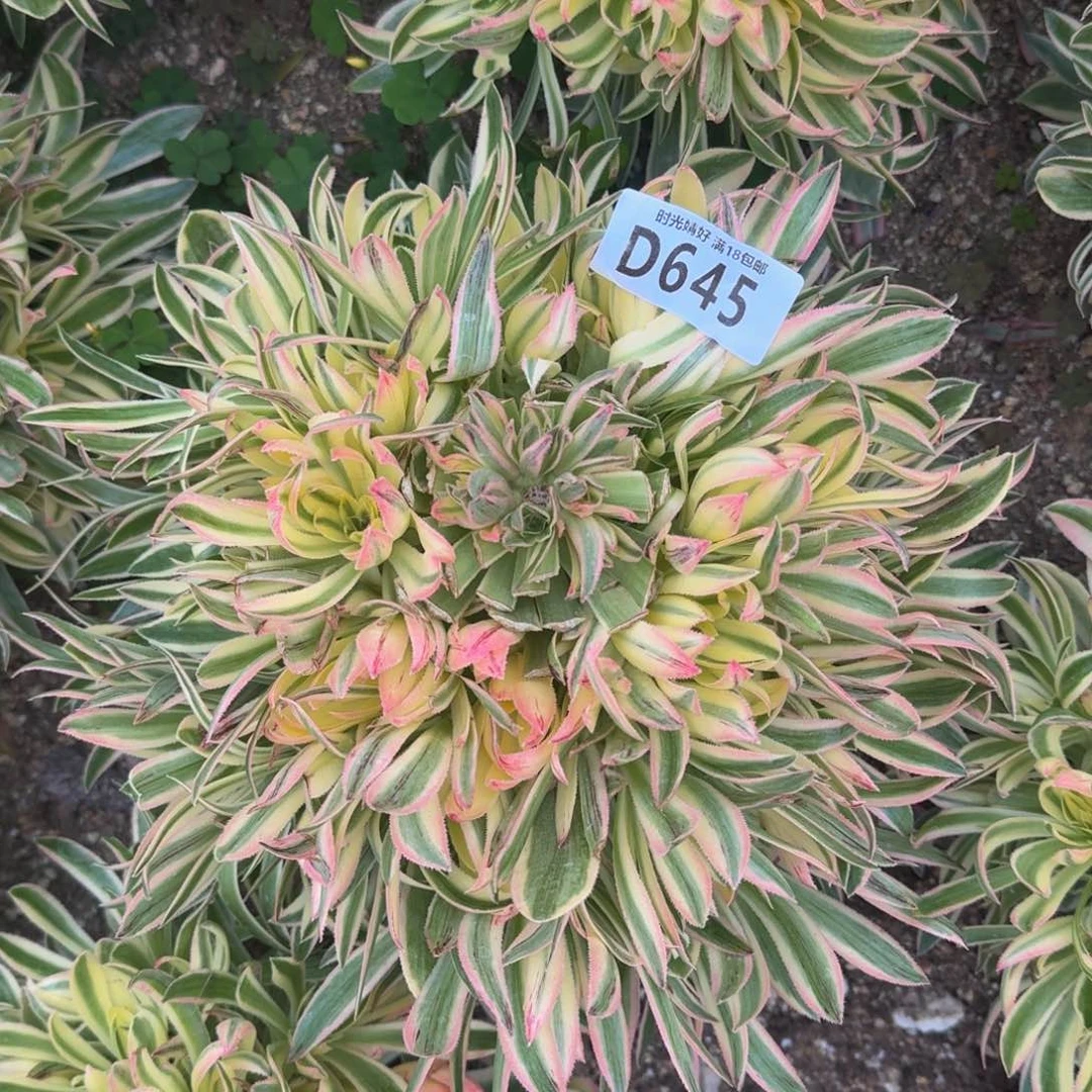 645夕颜多肉植物