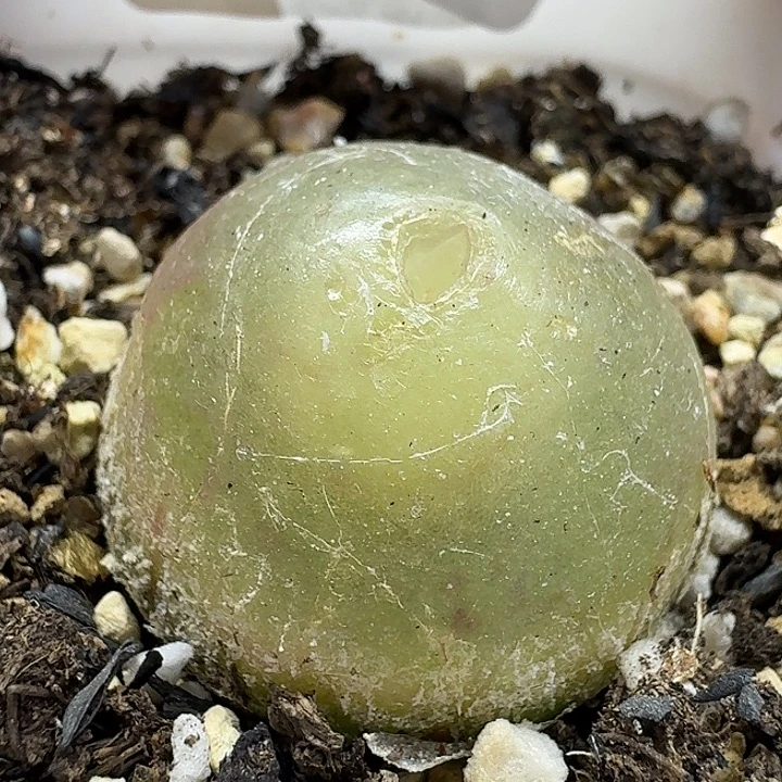 老马生石花2.7灯泡1558