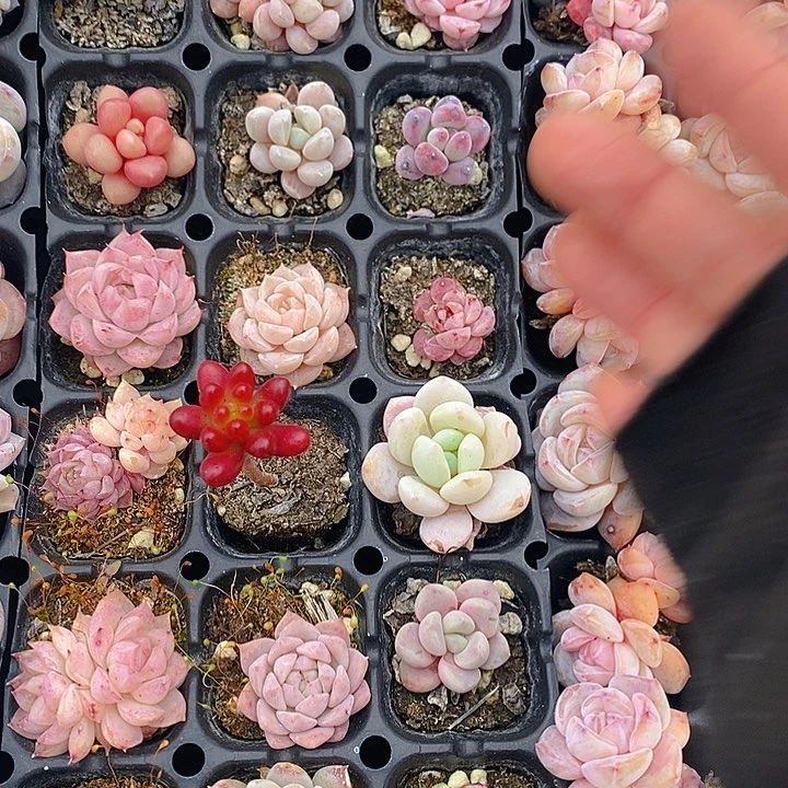 18 多肉植物盆栽花卉植物