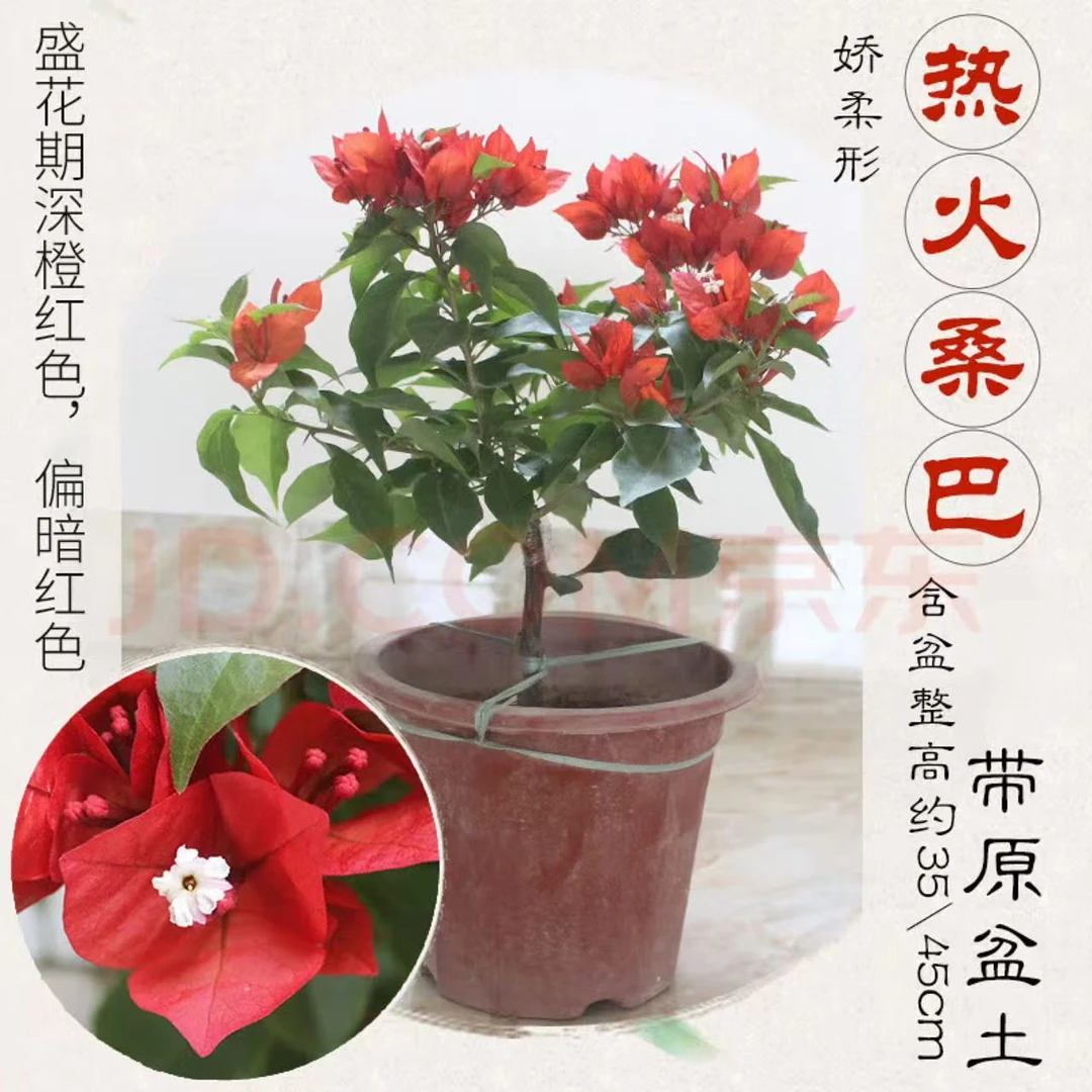 一物一拍三角梅绿植盆栽花卉阳台庭院四季勤花带盆大号带土植物