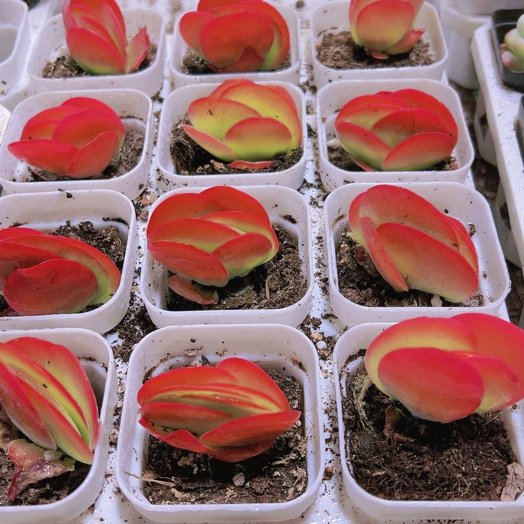 唐寅多肉植物19包邮