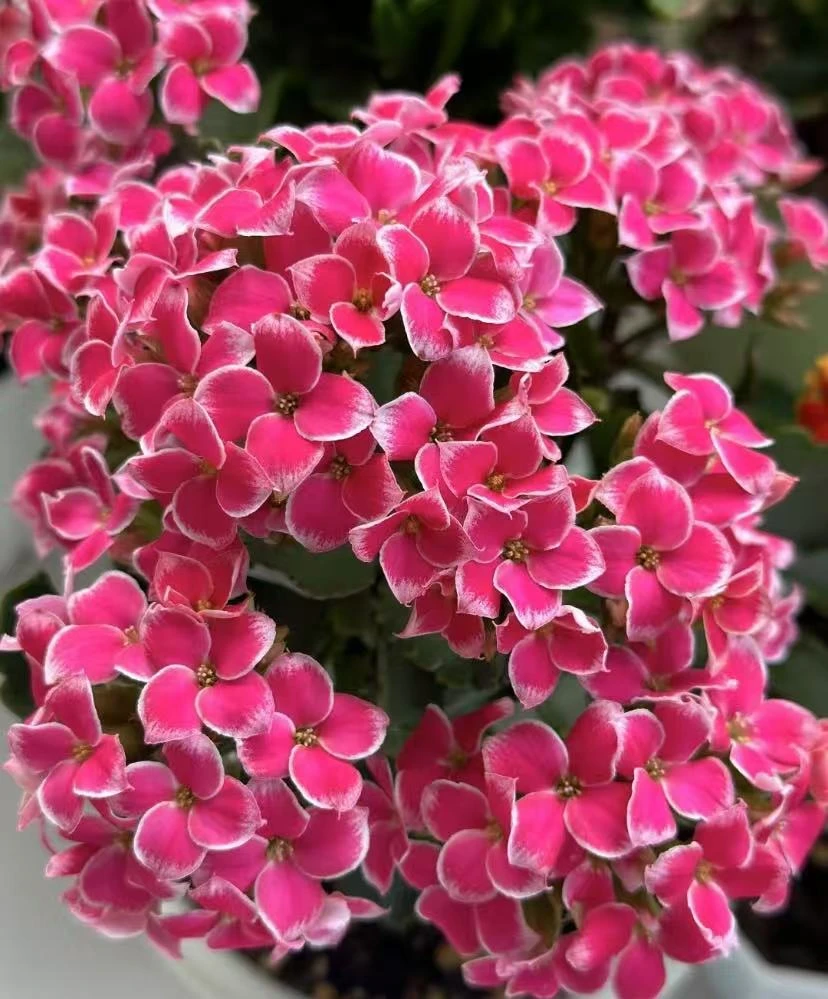 粉岩丁单瓣长寿花直径10cm盆，0度地区请拍保温棉没拍的冻死不售后