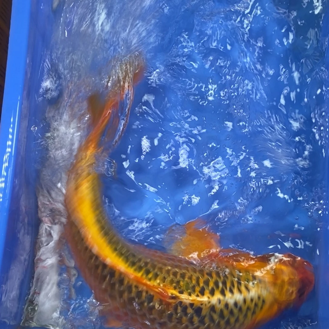 锦鲤冷水金龙包邮