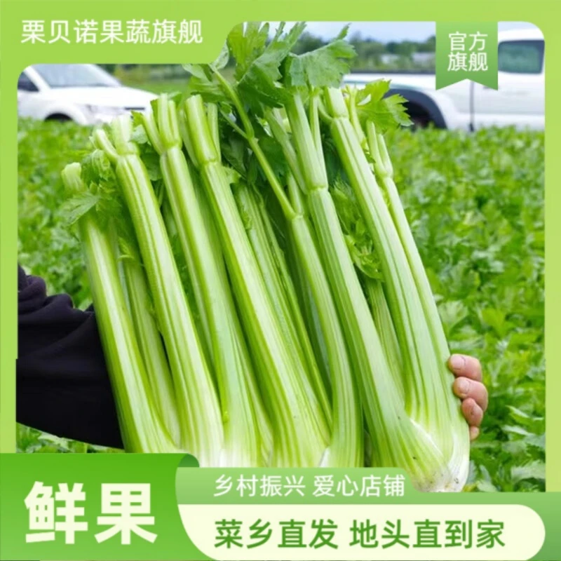 【榨汁专用西芹】山东寿光直发生吃西芹净重3/5斤水果芹菜无叶西芹