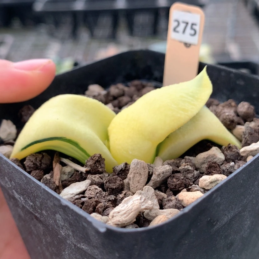 【闪购商品】275糊斑蜗牛