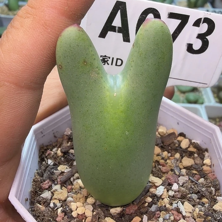 073。满38包邮肉锥