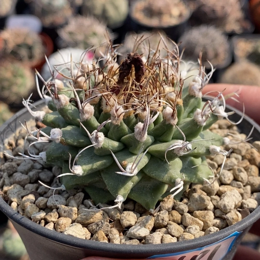 植播园艺老赤花娇丽