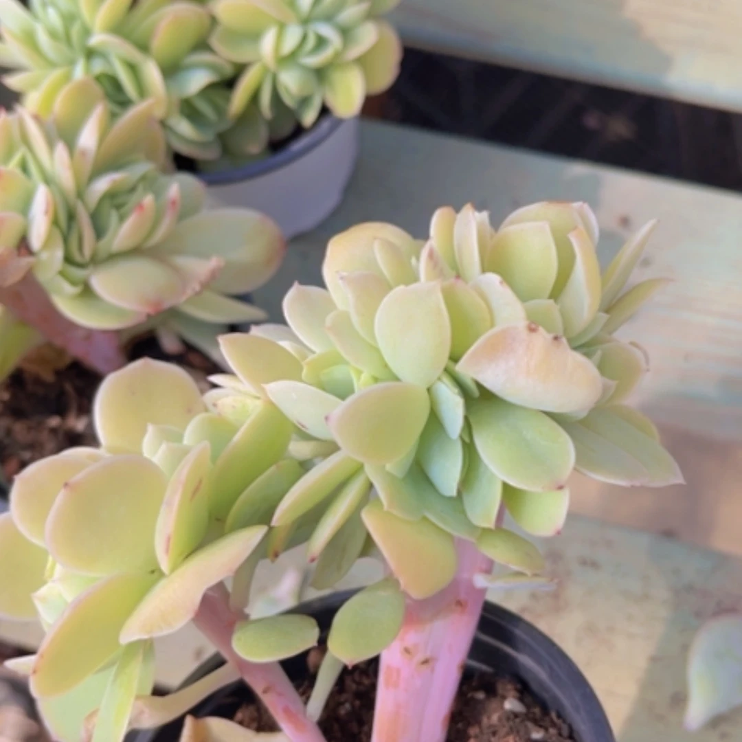 【闪购商品】碧桃缀1767