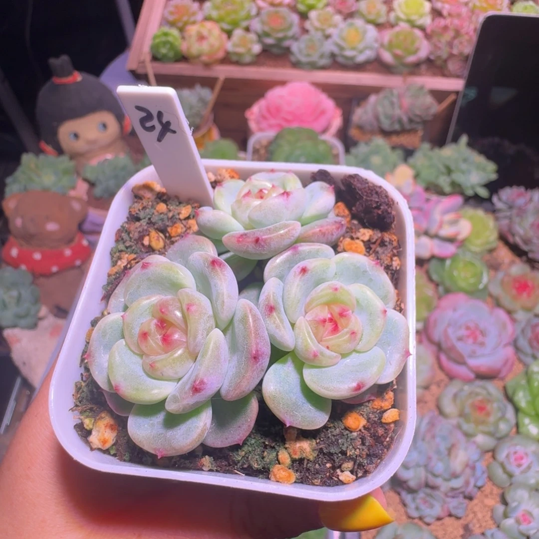 24甜心多肉植物三头