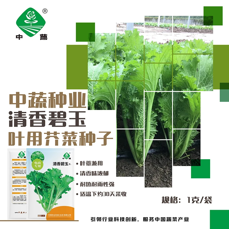 ZhongShu/中蔬【农科院】中蔬芥菜种子蔬菜种子优质南北方种植