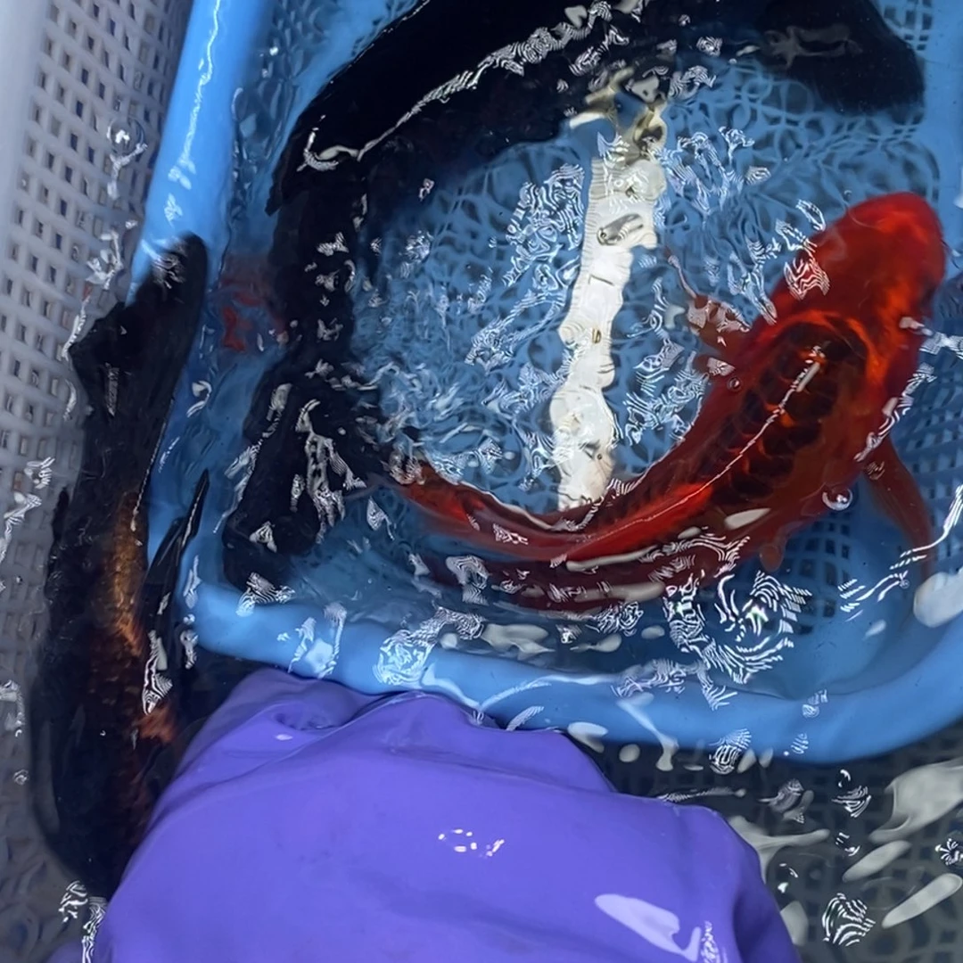 锦鲤冷水锦鲤包邮