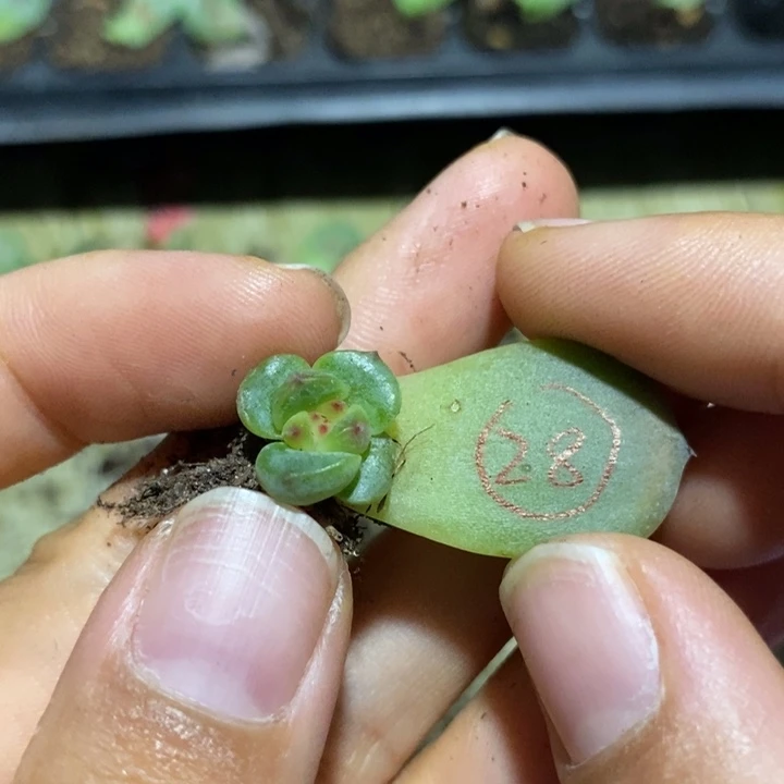 珍妮28芽苗一个多肉