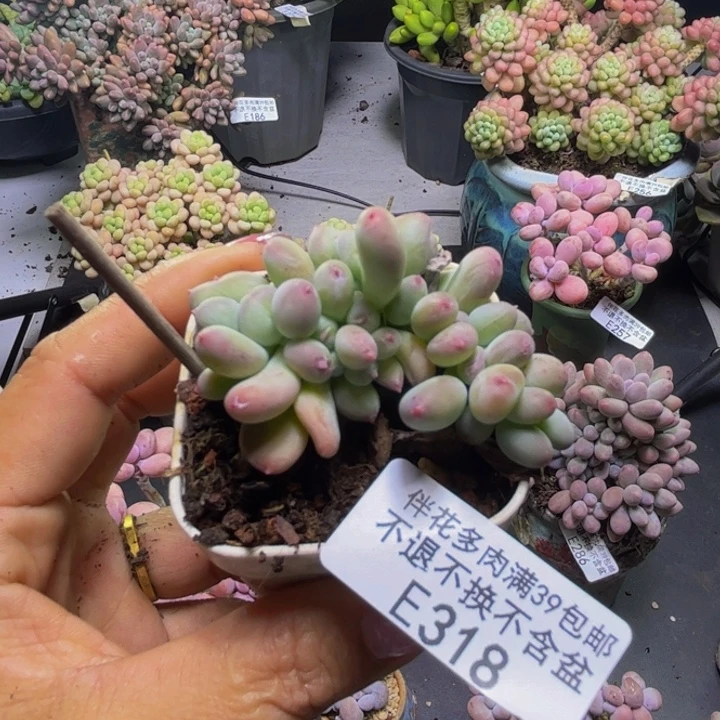 *****苹果奶酪缀318/5cm