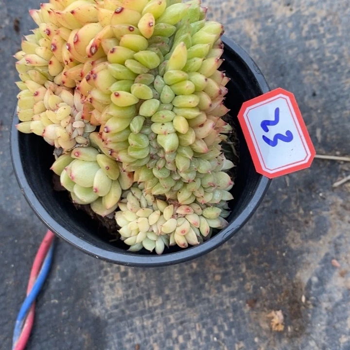 西**心一物一拍杂多肉23